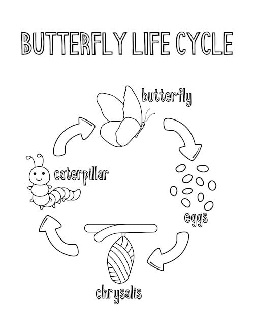 butterfly life cycle coloring page showcasing the four stages of a butterfly’s transformation: eggs, caterpillar, chrysalis, and butterfly.