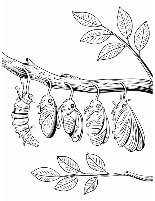 Caterpillar to butterfly life cycle coloring page.